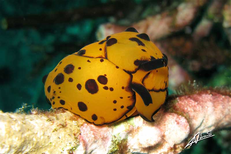 Berthella martensi - photo courtesy of Adriano Trapani