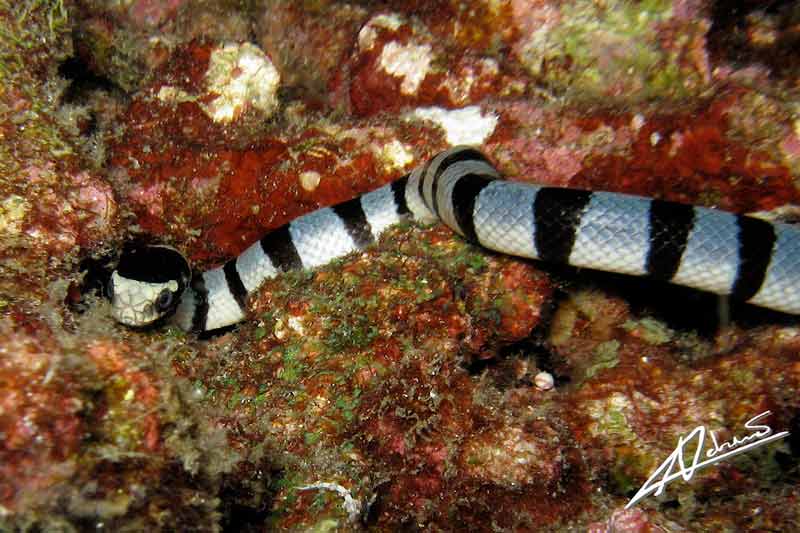 Snake - photo courtesy of Adriano Trapani