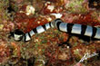 Snake - photo courtesy of Adriano Trapani Snake - photo courtesy of Adriano Trapani