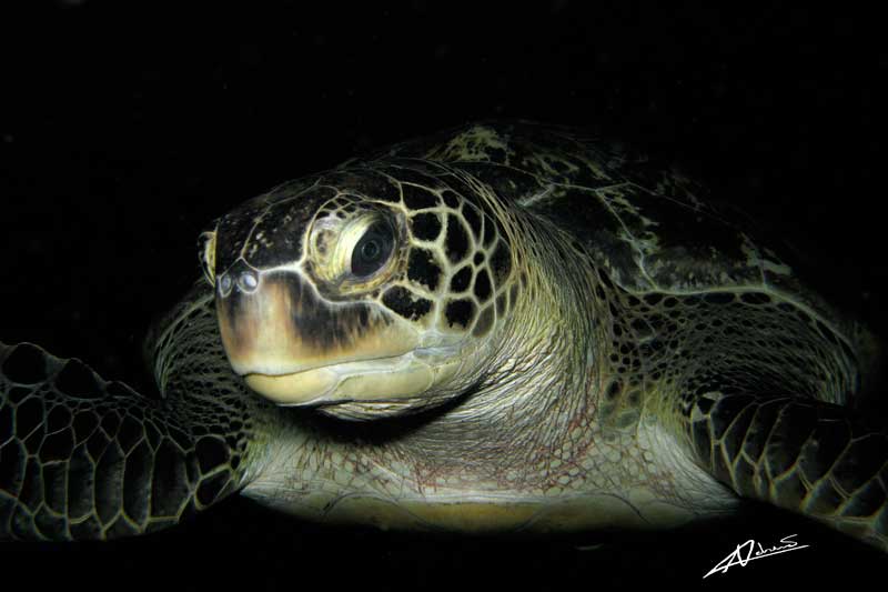 Turtle - photo courtesy of Adriano Trapani