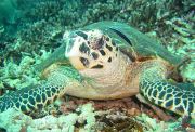 Scuba Diving Khao Lak