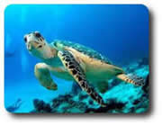 Krabi Scuba Diving Krabi Scuba Diving