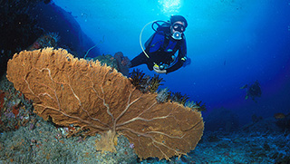 Scuba Diver in Phi Phi Island