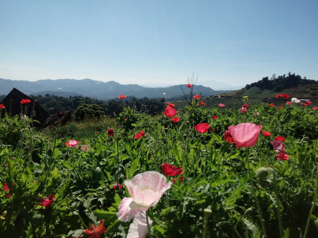 Chiang Mai ,Mon Cham - flowers