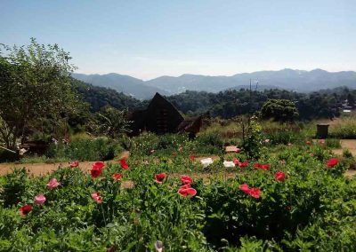 Chiang Mai ,Mon Cham - flowers and mountains