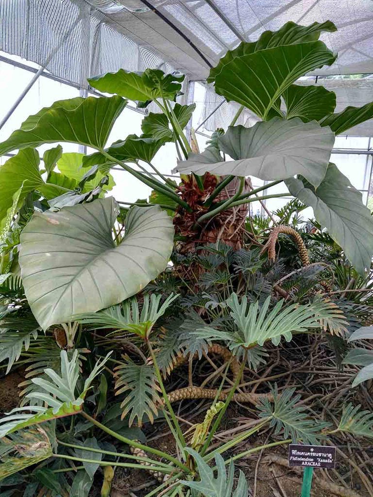 chiang mai, queen sirikit botanic garden - aracea leaves