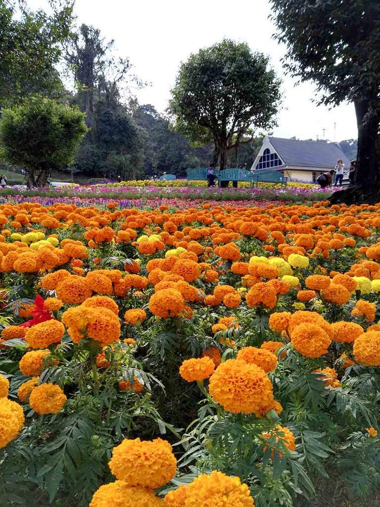 chiang mai, queen sirikit botanic garden - orange flowers