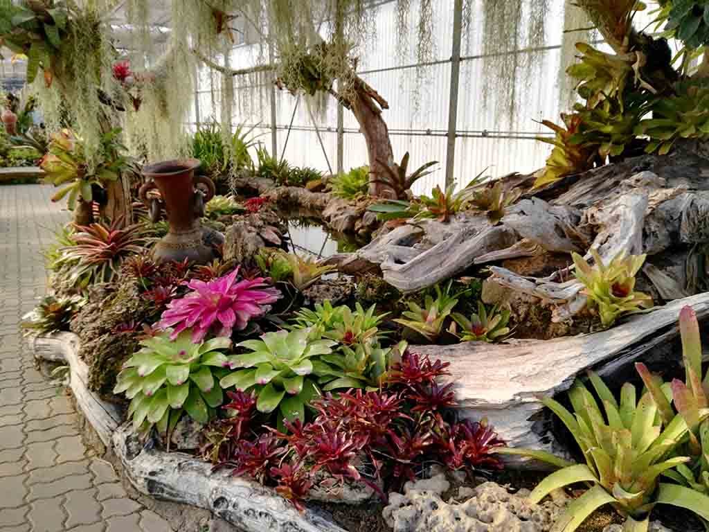 chiang mai, queen sirikit botanic garden - plants