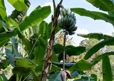 chiang mai, queen sirikit botanic garden - wild bananas