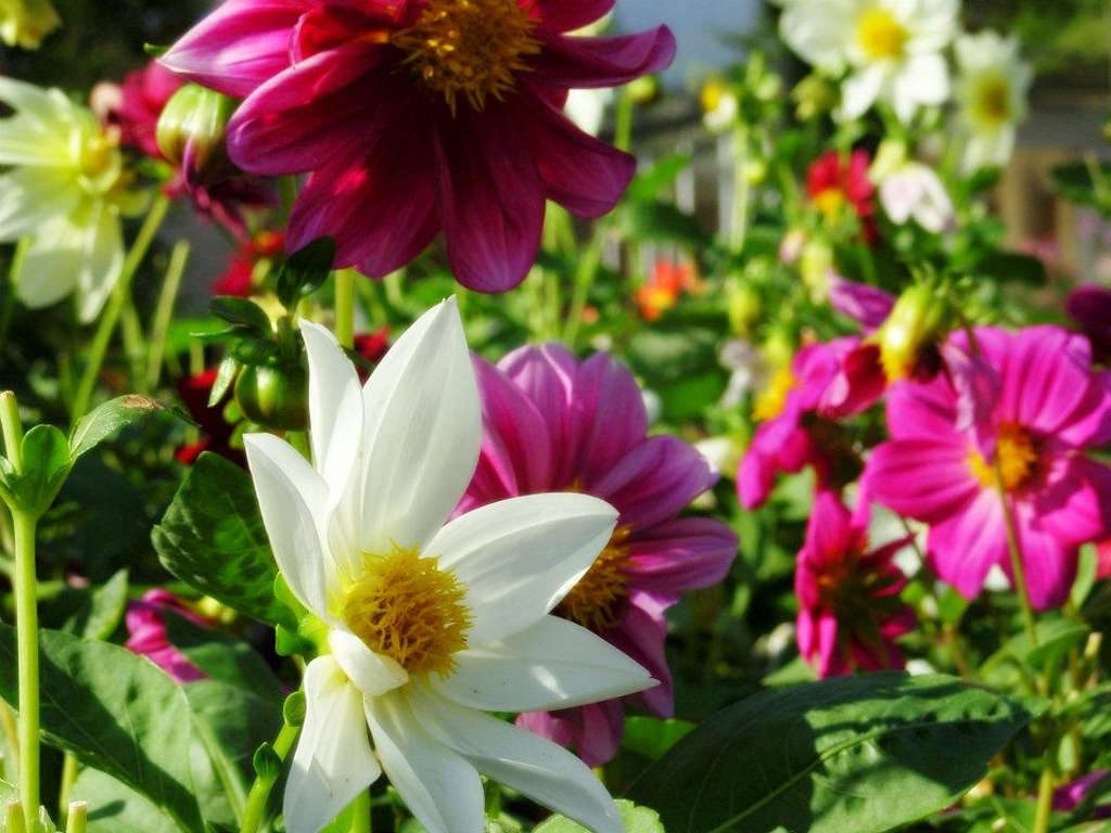 chiang mai, royal flora ratchaphruek - flowers