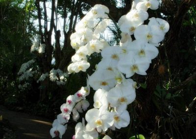 chiang mai, royal flora ratchaphruek - white orchids