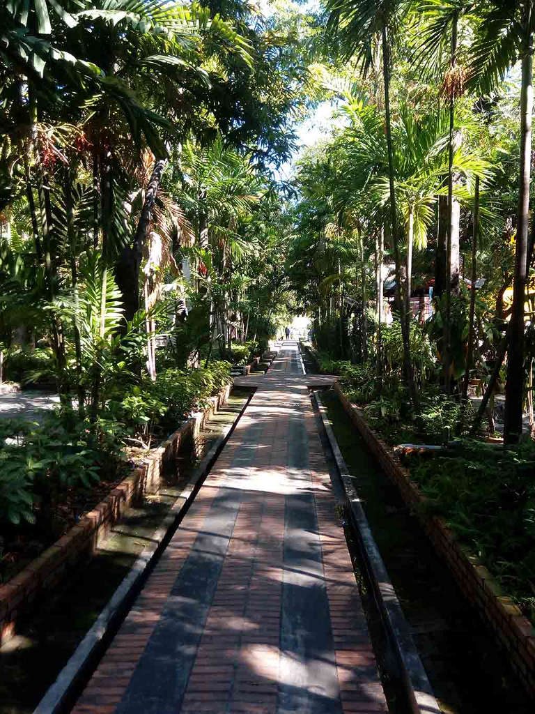 chiang mai, wat phra singh -garden walkway