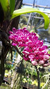 chiang mai,royal flora - orchids