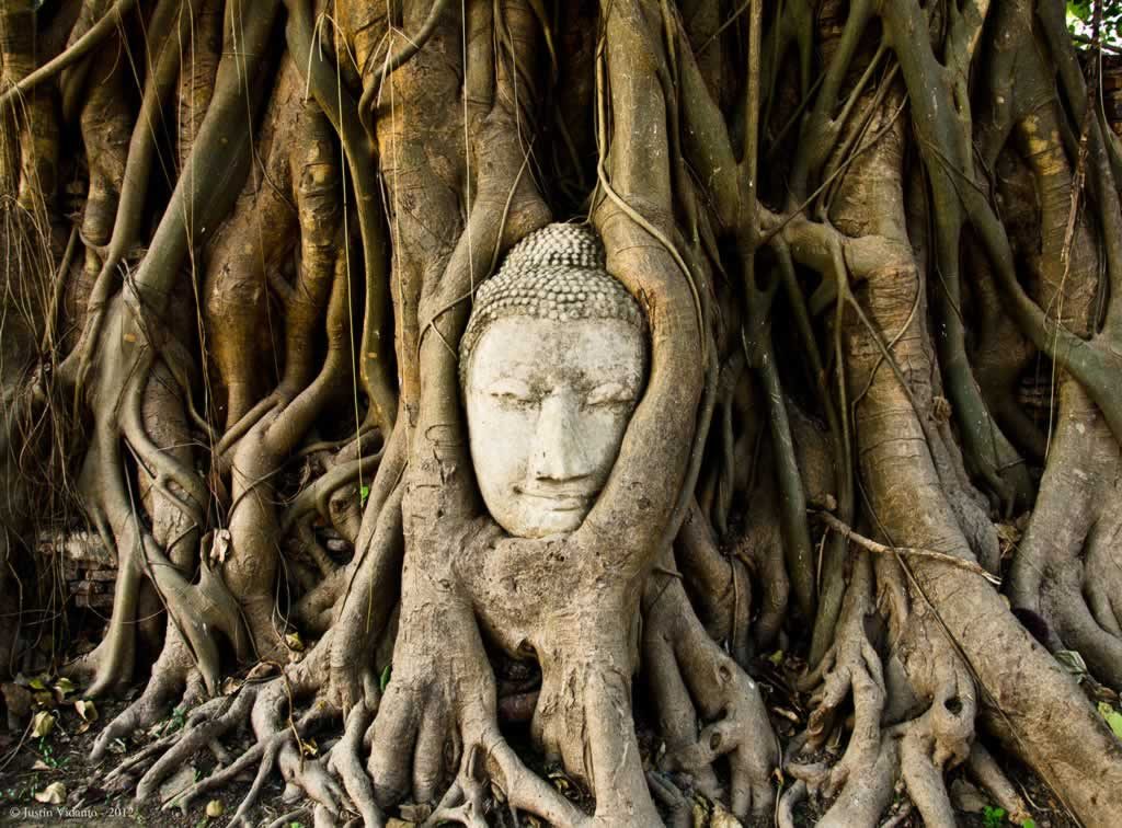 Buddha Head - Wat Mamathat