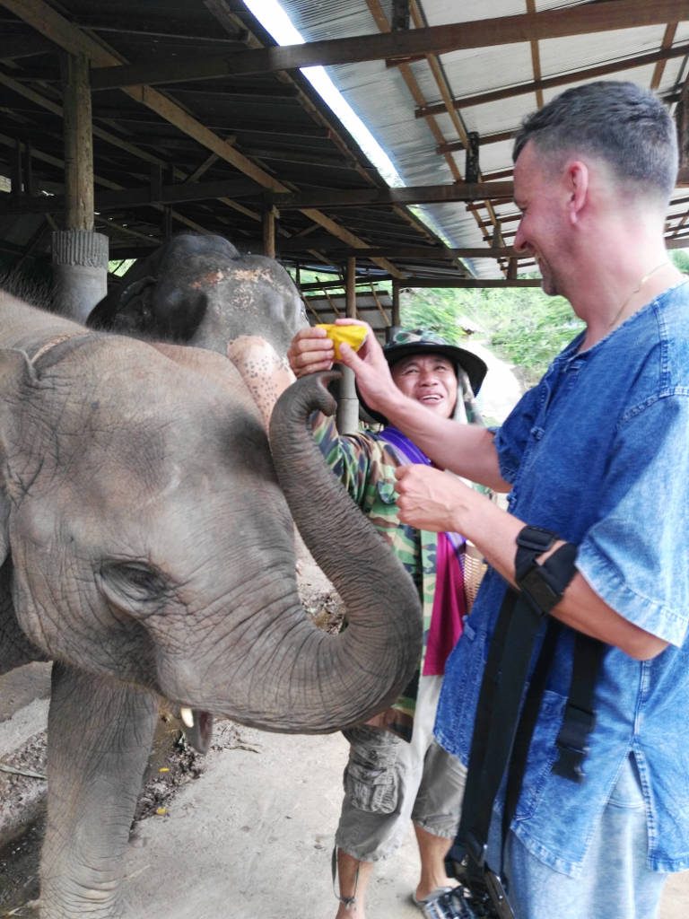 chiang mai, elephant camp - elephant feed